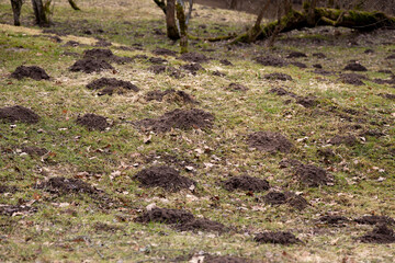 Mole digs in the garden in spring