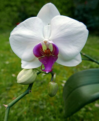 brillante corolla del fiore di una orchidea bianca nel prato