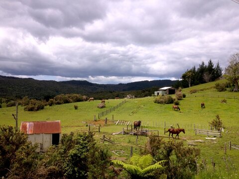 Peria, New Zealand