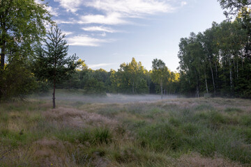 Beautiful nature reserve forest ecological landscape Earth Silesia Bytom UNESCO