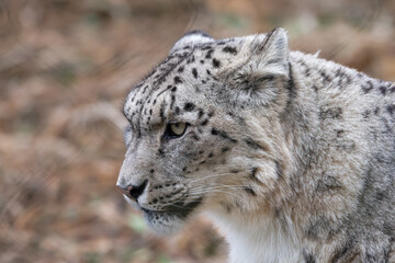 Snow leopard or ounce (Panthera uncia) close up portrait. Beautiful big cat from the Himalayas. 