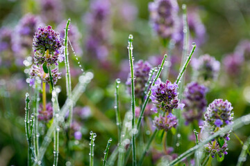 Beautiful nature reserve forest ecological landscape Earth Silesia Bytom UNESCO