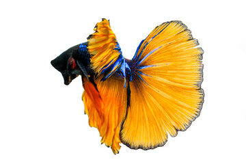 Thai fighting fish on white background.