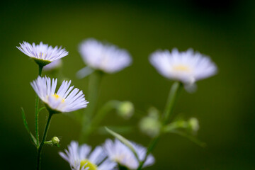 Beautiful nature reserve forest ecological landscape Earth Silesia Bytom UNESCO