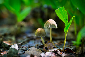 Beautiful nature reserve forest ecological landscape Earth Silesia Bytom UNESCO