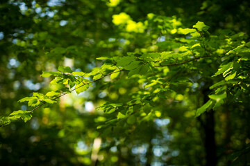 Beautiful nature reserve forest ecological landscape Earth Silesia Bytom UNESCO