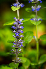 Beautiful nature reserve forest ecological landscape Earth Silesia Bytom UNESCO