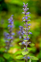 Beautiful nature reserve forest ecological landscape Earth Silesia Bytom UNESCO