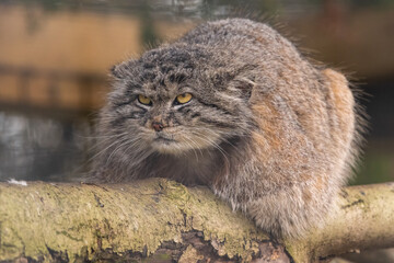Pallas' cat, or manul (Otocolobus manul) portrait. Funny wild cat with a grumpy expression.  © Alex Cooper