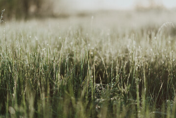 Close-up shot of green fresh grass in a field with morning dew drops