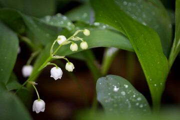 Beautiful nature reserve forest ecological landscape Earth Silesia Bytom UNESCO