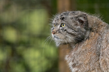 Pallas' cat, or manul (Otocolobus manul) portrait. Beautiful Asian wild cat. 