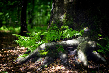 Beautiful nature reserve forest ecological landscape Earth Silesia Bytom UNESCO