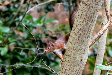 Neugieriges Eichhörnchen
