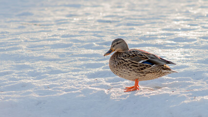 Brown duck walking in the snow in city park at sunny winter day. Portrait of a duck on snow in winter.