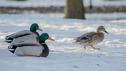 Two grey with blue drakes and brown duck walking in the snow in city park at sunny winter day.