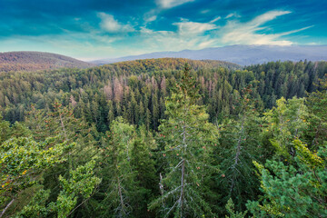 View of the treetops of trees growing in mountainous terrain. Autumn season.