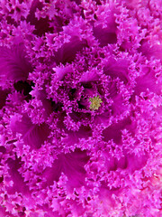 Ornamental kale, Nagoya Rose background. Ornamental Cabbage or Kale. pink kale cabbage leaves background.   