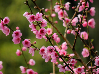 pink cherry blossoms, cherry tree.
cherry blossoms background. 