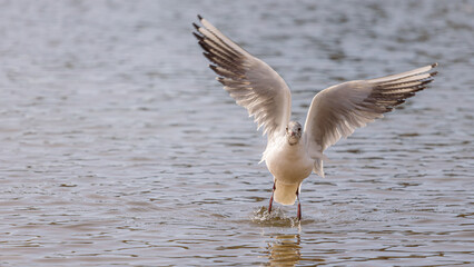 Beautiful seagull taking flight