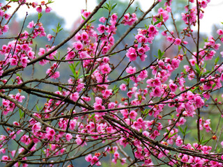 Fototapeta na wymiar pink cherry blossoms, cherry tree. cherry blossoms background. 