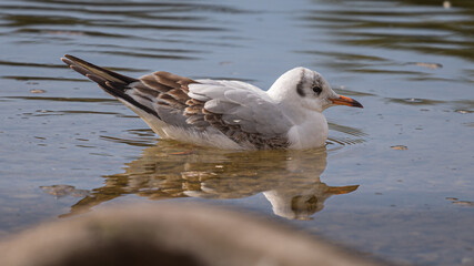 Beautiful seagull swimming