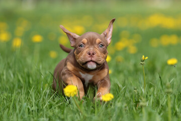 Cute funny american bully puppy running through the grass