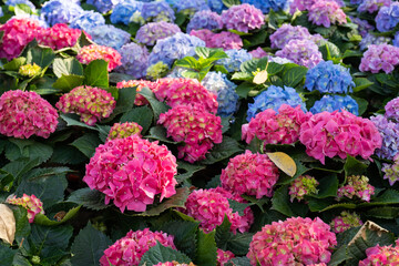 Beautiful bush of hortensia flowers, Violet, blue, lilac, pink, purple Hydrangea flower (Hydrangea macrophylla) blooming in the garden, park