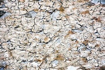 texture of the bark