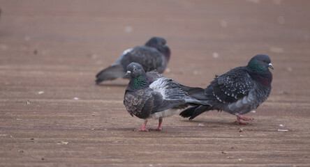 Pigeons on the pier © Klimczak-Krajewska