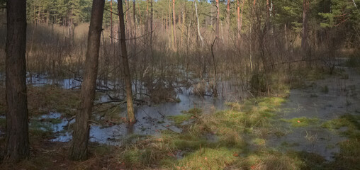 Obraz na płótnie Canvas In the swamps