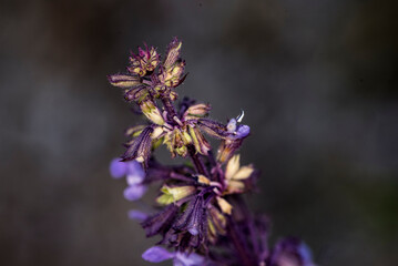 Lamium purpureum, also called the gypsy s seal or pussy 11