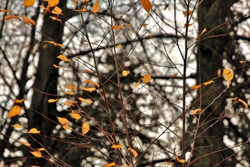 autumn leaves on a tree