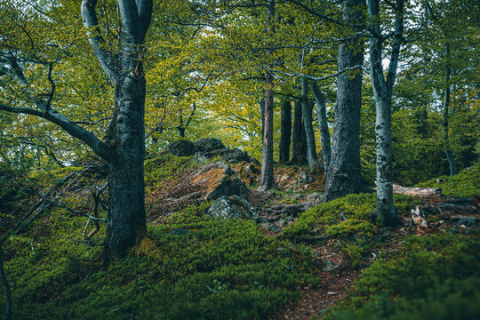 Urwald
