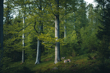 Laubwald im Frühling