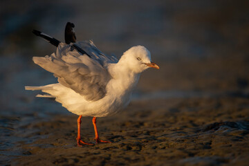 A white seagull shaking its wing feathers vigorously at sunrise