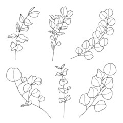 Line art eucalyptus leaf illustration vector on white background