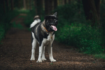 American Akita with a happy face walking in the woods
