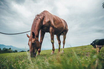 Brown horse in nature
