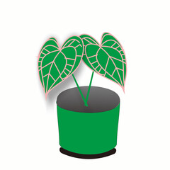 plant in a pot