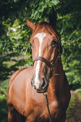 Obraz premium Brown horse in nature