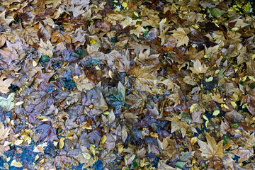 autunno 153