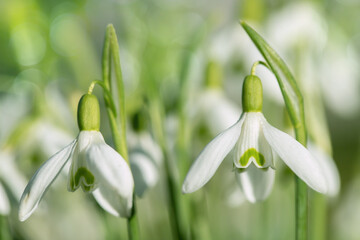 Fototapeta na wymiar Blossom of common snowdrops (Galanthus nivalis).