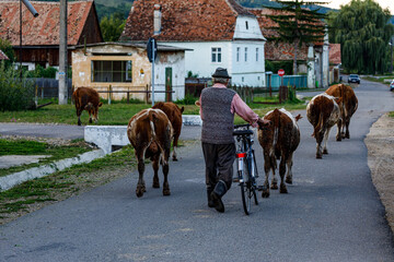 Farmer with cows in the Saxon Village of Romania