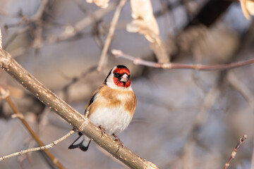Goldfinch, Carduelis carduelis, perched on wooden perch with blurred natural background.