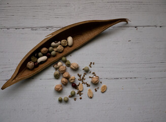 Trumpet vine pod laid diagonal with seeds like anise, bean, watermelon and pea inside and beside on a whitewashed wooden surface