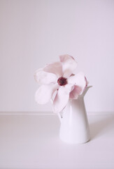 Beautiful fresh pastel pink magnolia flower in full bloom in vase against white background. Spring still life. Copy space.