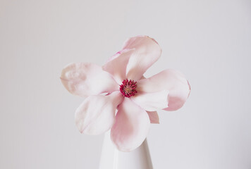 Beautiful fresh pastel pink magnolia flower in full bloom in vase against white background. Spring still life. Copy space for text.