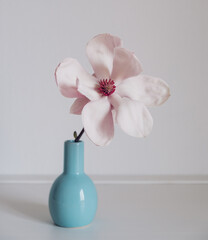 Beautiful fresh pastel pink magnolia flower in full bloom in little vase against white background. Spring still life. Copy space.