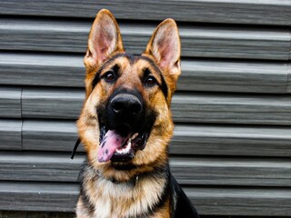 german shepherd dog